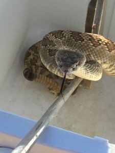 snakes at the Monkey Flower Ranch