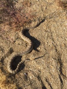 rattlesnakes at the monkey flower ranch