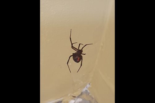california black widow