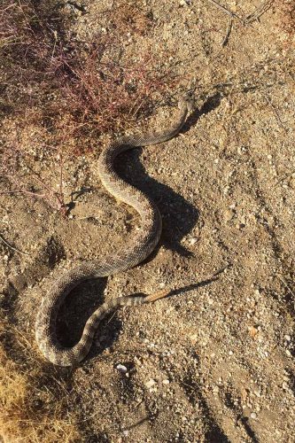 Diamond back rattler