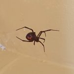 black widows