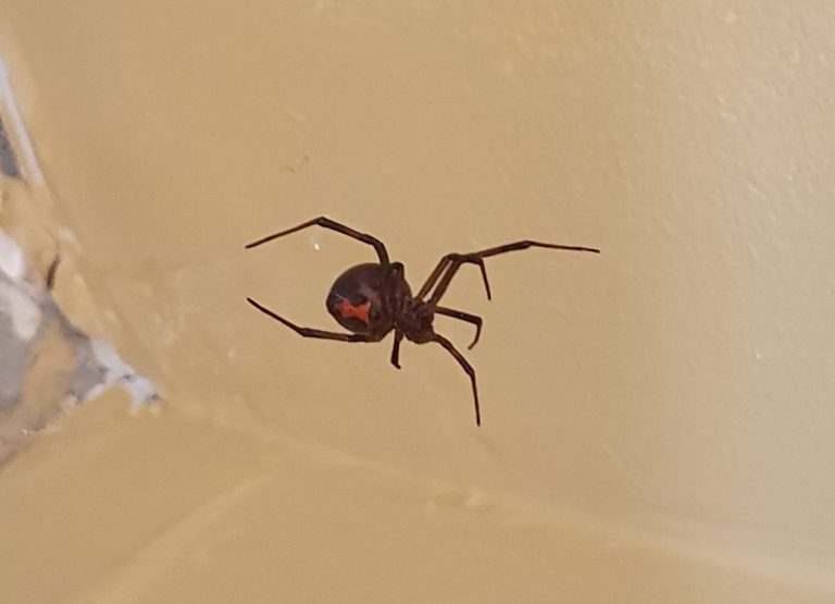 black widows
