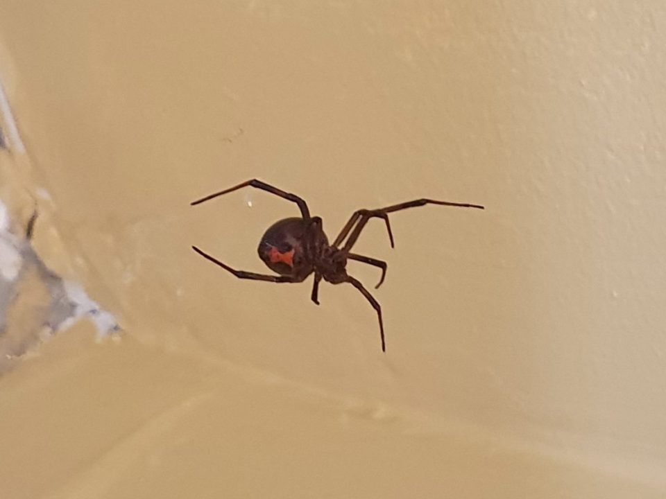 black widows
