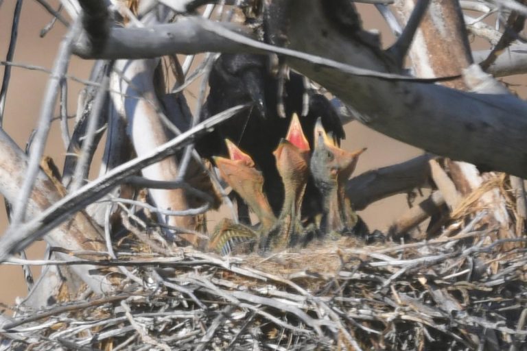 Californian Raven babies in their nest Monkey Flower ranch