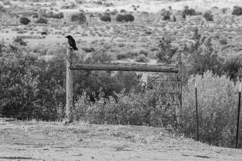 high desert California ravens in southern sierras