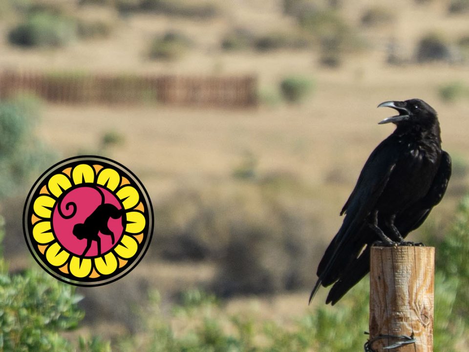 California ravens at the Monkey Flower ranch