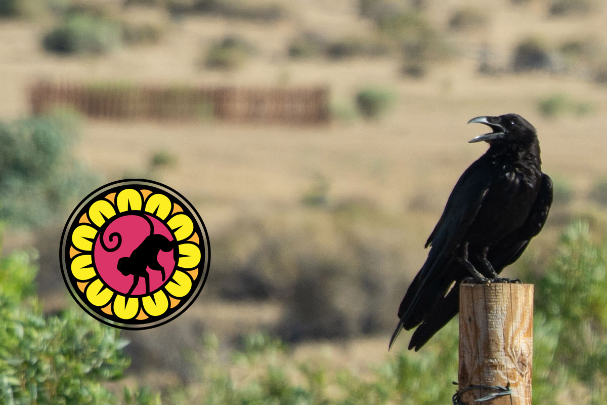 California ravens at the Monkey Flower ranch
