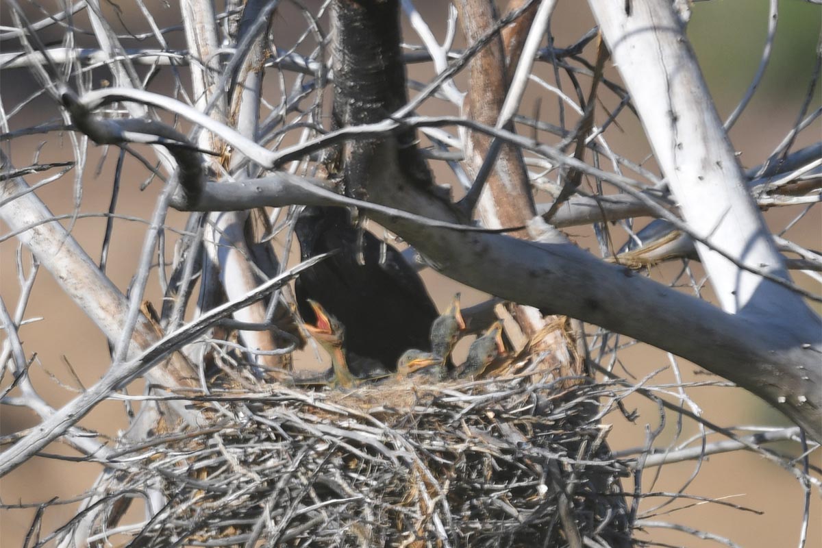 Californian Raven chicks