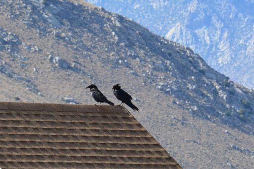 California ravens on the roof at the high desert retreat.